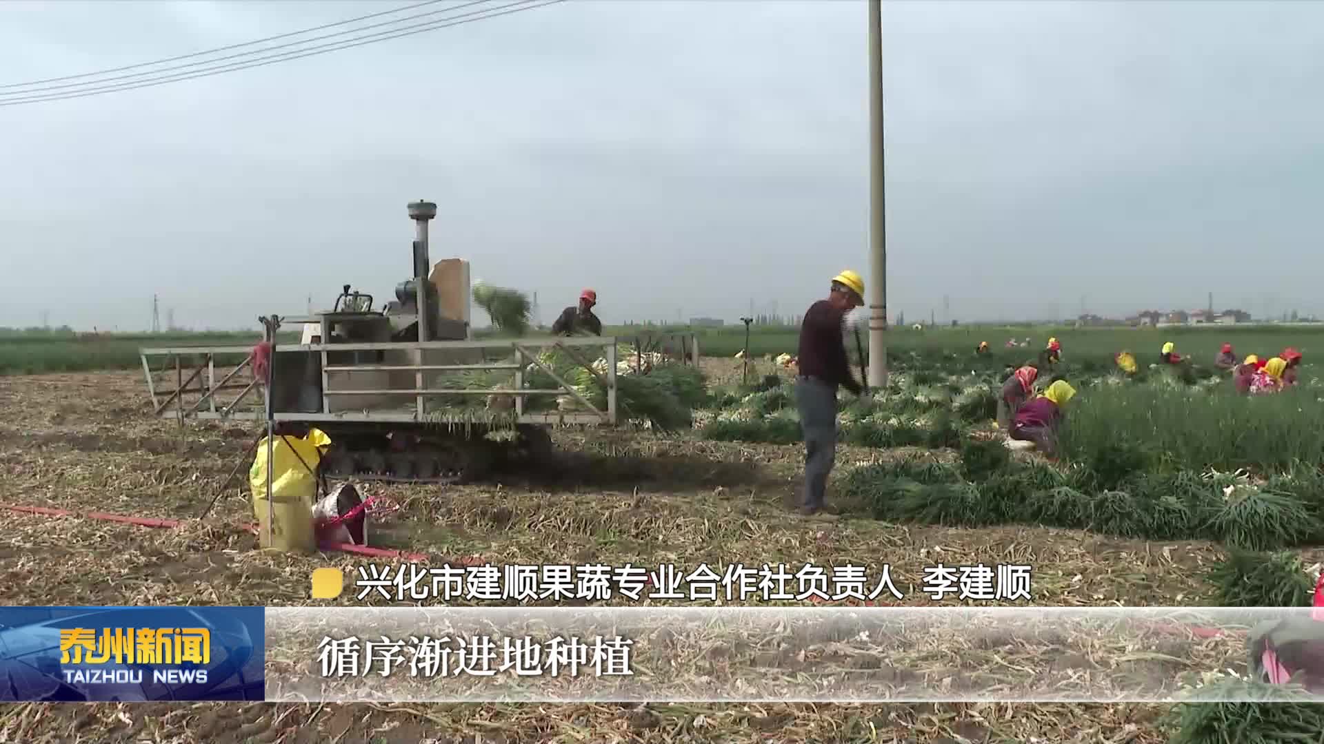 “葱”出国门 “香”飘全球   兴化小香葱种出富民大产业